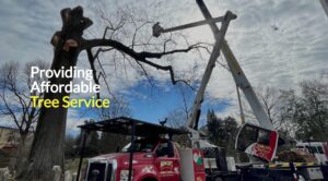 Mencer’s Tree Service